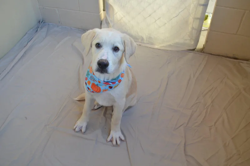 A baby large-sized male Labrador Retriever dog named Poe for adoption in McKinney, TX