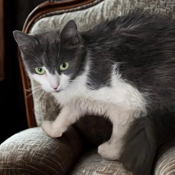 An adult medium-sized female Gray / Blue / Silver Domestic Long Hair cat named Cora for adoption in La Plata, MD