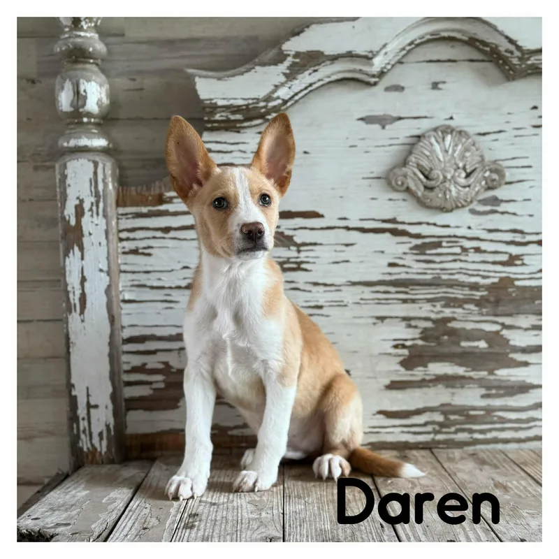 Daren thumbnail 3