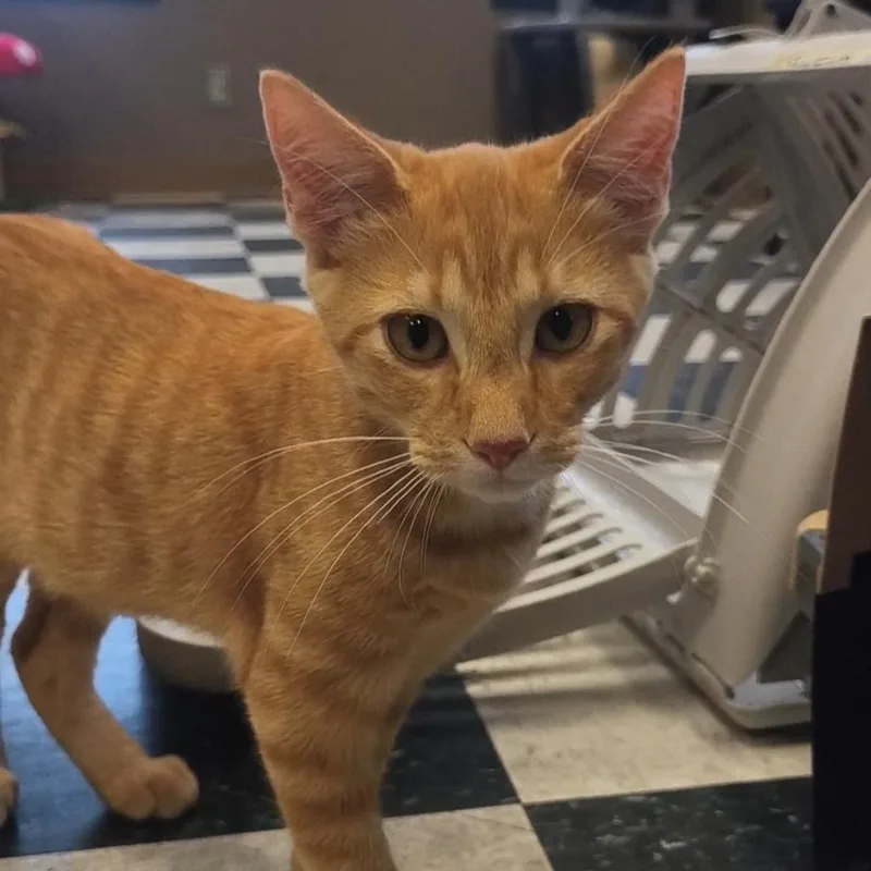 A baby small-sized male Orange / Red Domestic Short Hair cat named Paco for adoption in Okmulgee, OK