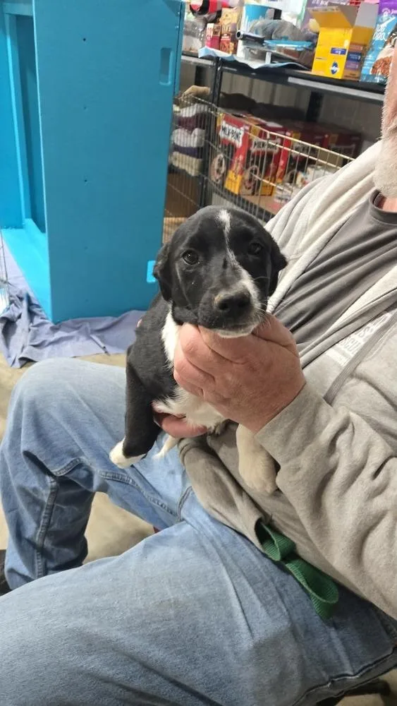A baby large-sized male Tricolor (Brown, Black, & White) Border Collie dog named Bunbun for adoption in Waunakee, WI