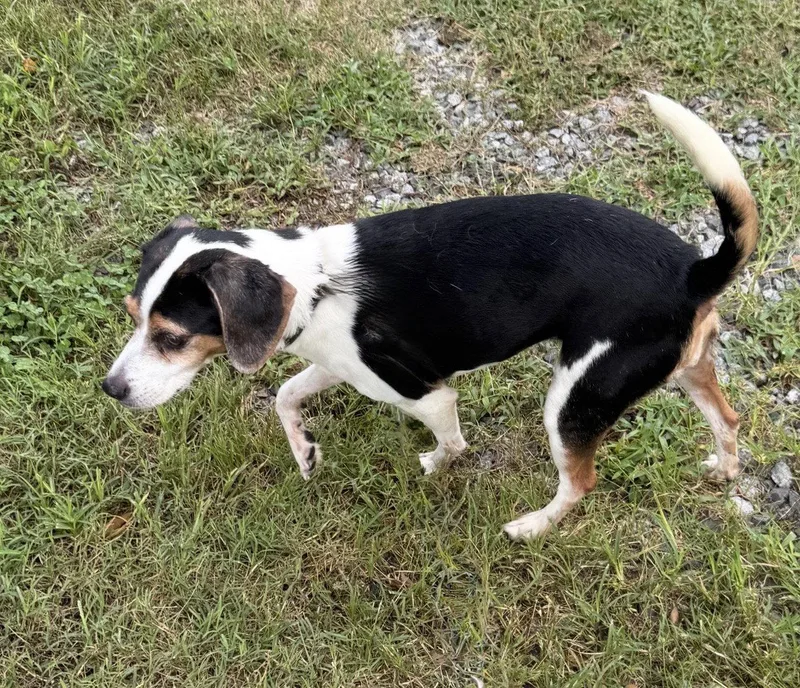 An adult small-sized female Rat Terrier dog named Vegas for adoption in Staley, NC