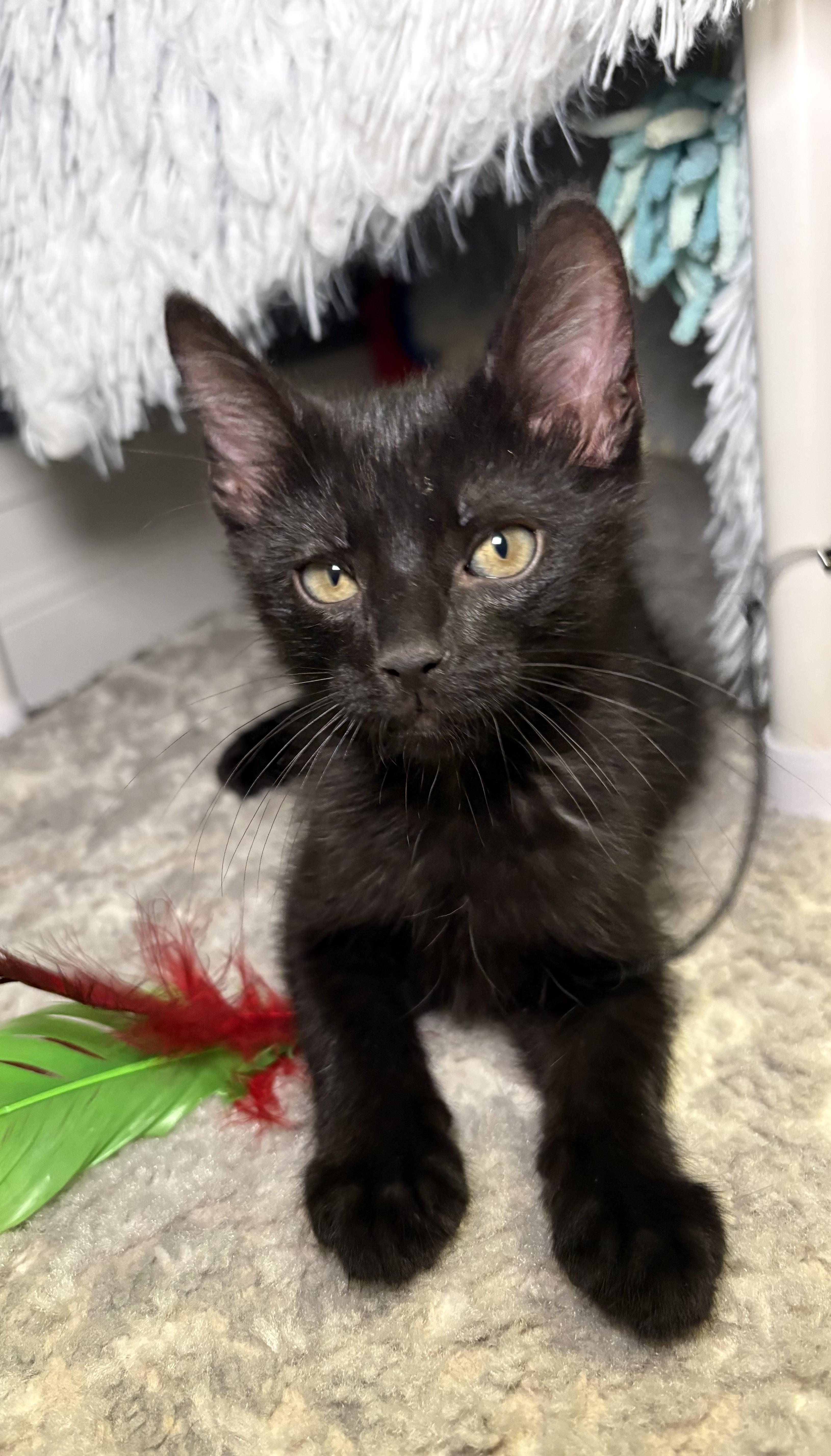 A baby small-sized male Black Domestic Short Hair cat named :::morty::: for adoption in Yorba Linda, CA