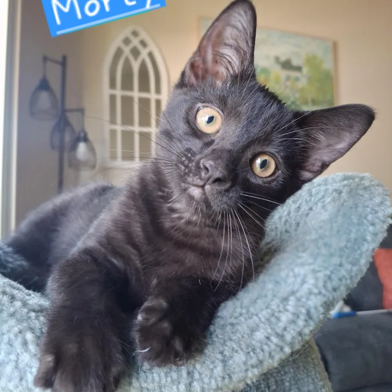 :::morty::: thumbnail 3