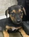 A young large-sized male Hound dog named Racer for adoption in Kansas City, MO