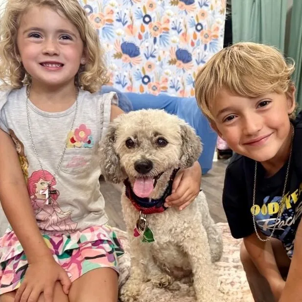 A senior small-sized female Yellow / Tan / Blond / Fawn Poodle dog named Lulu Nap Queen for adoption in Friendswood, TX