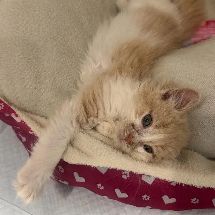 A baby small-sized male Orange / Red Domestic Medium Hair cat named Biskut for adoption in Elizabeth City, NC