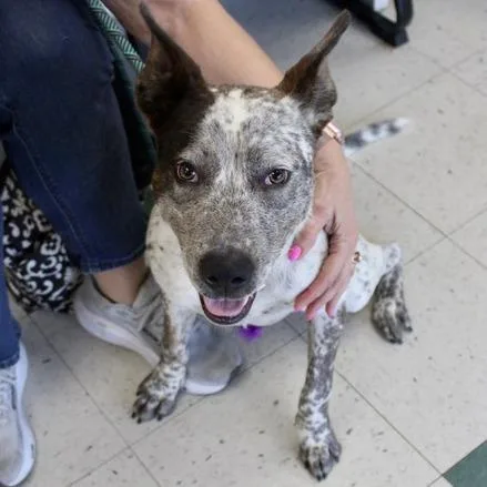 A young medium-sized female White / Cream Australian Cattle Dog / Blue Heeler dog named Brownie for adoption in Birmingham, AL