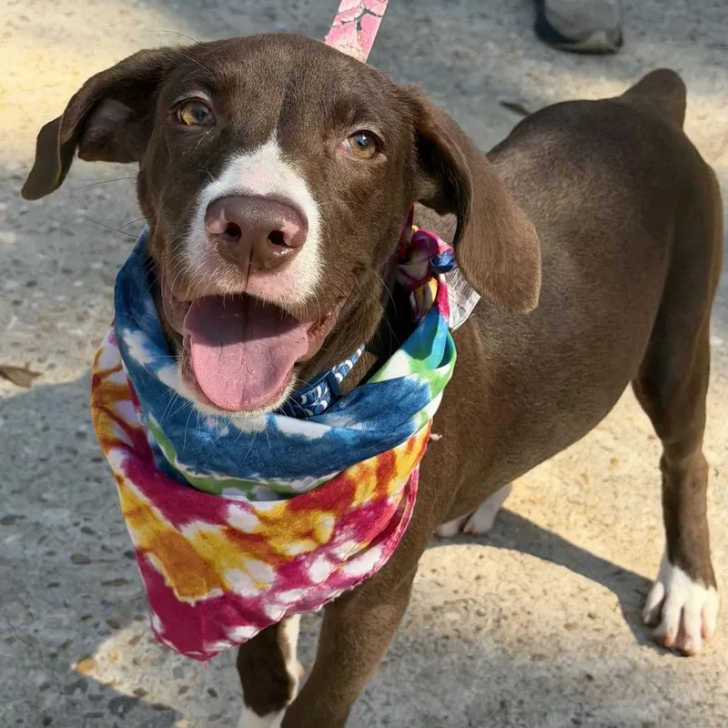A baby medium-sized female Brown / Chocolate Chocolate Labrador Retriever dog named Molly Aka June for adoption in Enterprise, AL