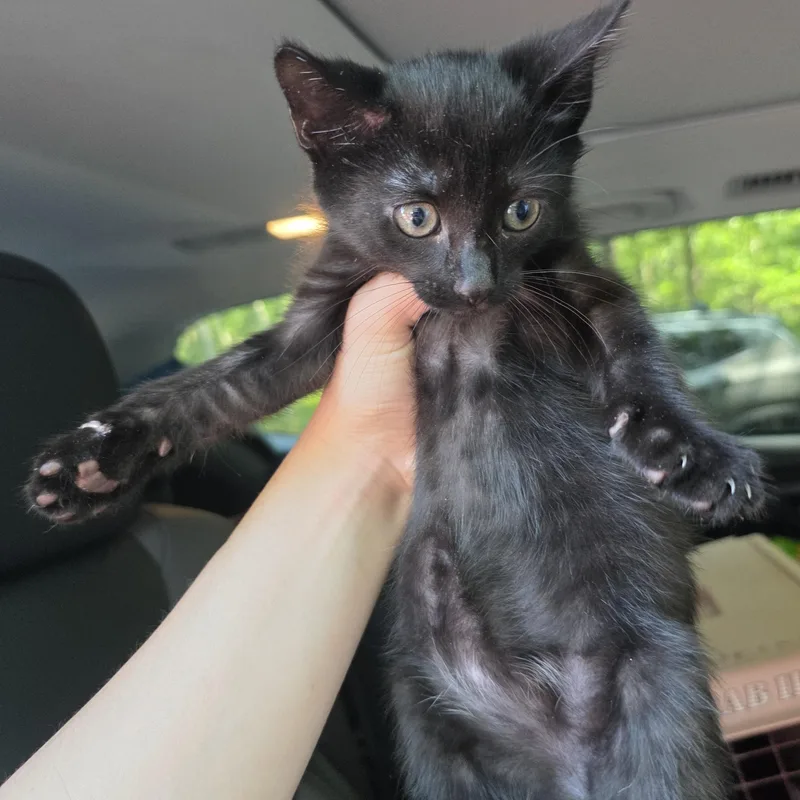 A baby medium-sized female Black Domestic Short Hair cat named Lydia for adoption in Moriches, NY
