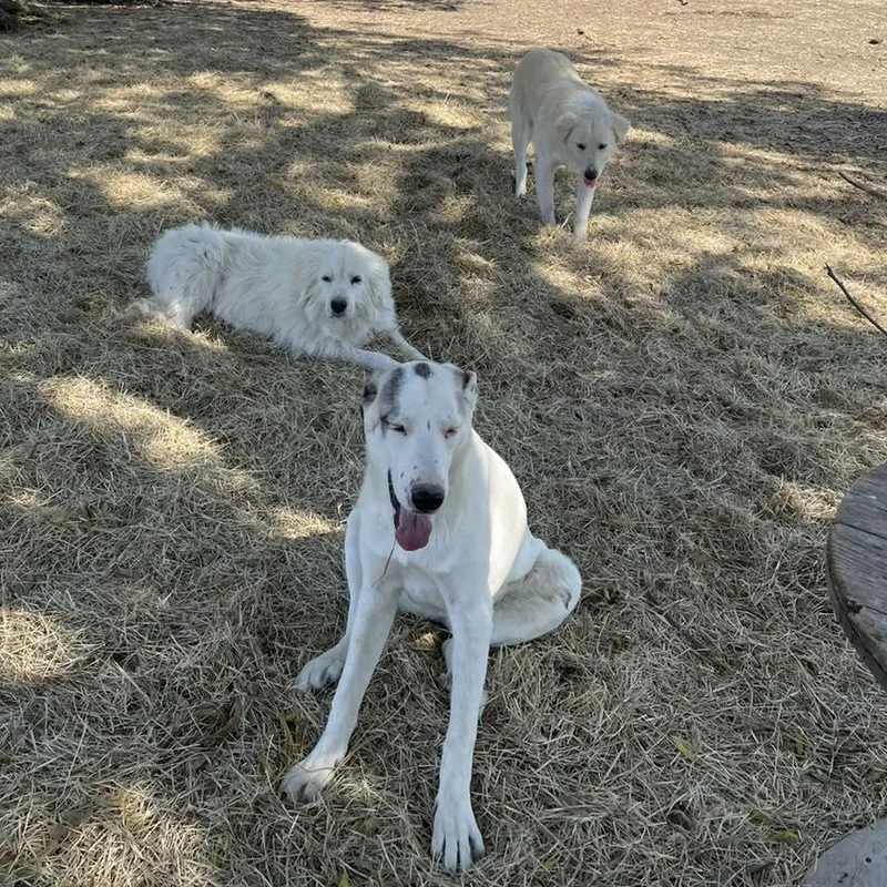 Sugar Pie thumbnail 3