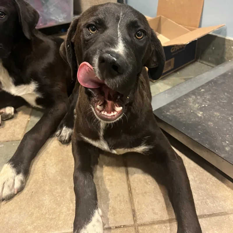 A young medium-sized male Black Mixed Breed dog named Pizza Hut for adoption in Chattanooga, TN