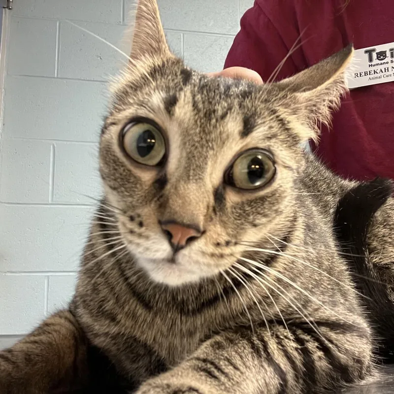An adult medium-sized female Brown / Chocolate Domestic Short Hair cat named Snapdragon for adoption in DeKalb, IL