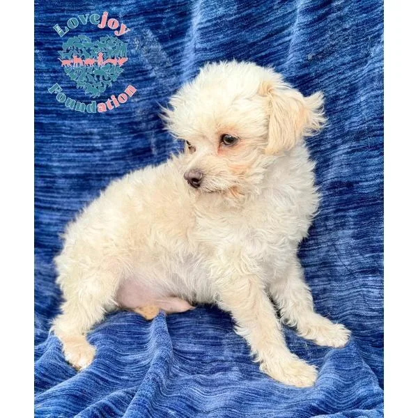 A young small-sized male White / Cream Maltipoo dog named Twin for adoption in Inglewood, CA