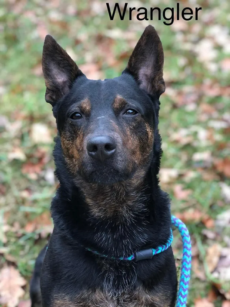 Wrangler