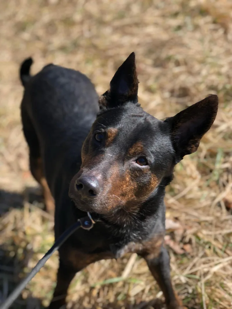 Wrangler thumbnail 2