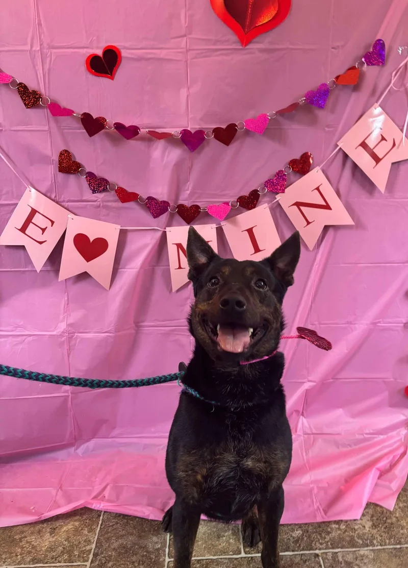 Wrangler thumbnail 3