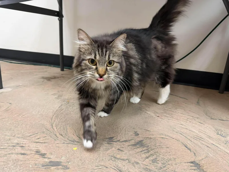 An adult large-sized female Tabby (Buff / Tan / Fawn) Domestic Long Hair cat named Senara for adoption in Roosevelt, UT