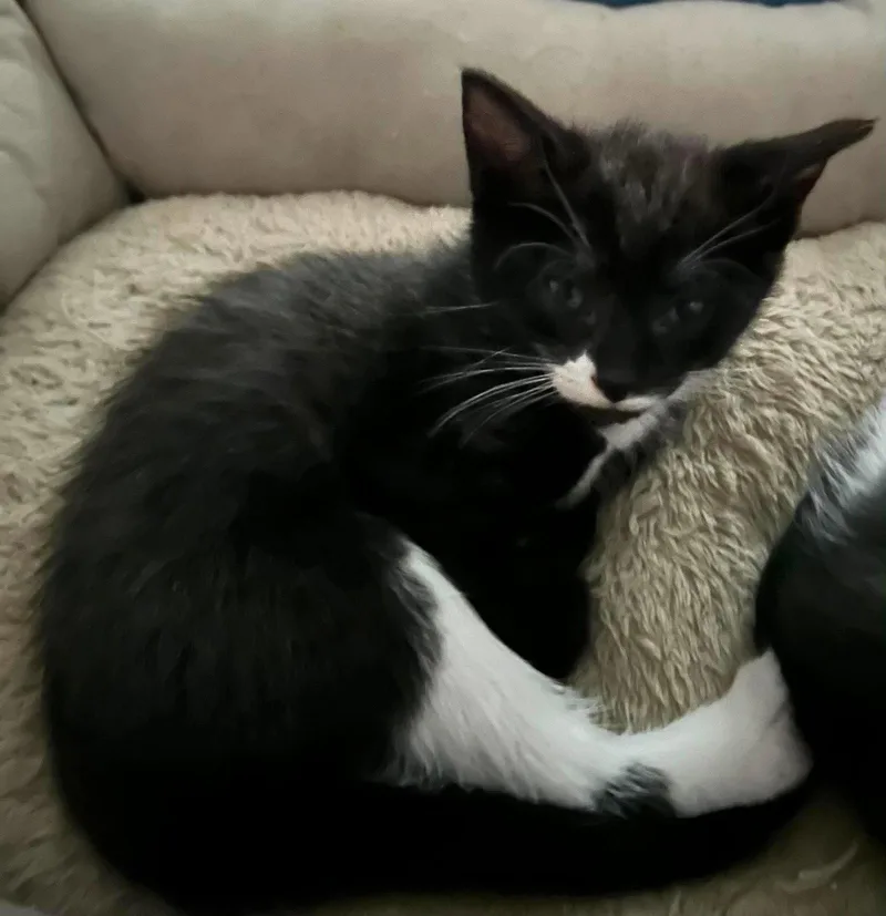 A baby medium-sized female Black & White / Tuxedo Domestic Short Hair cat named Cinder for adoption in Oakboro , NC