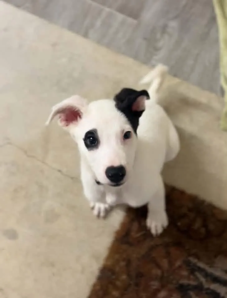 A baby medium-sized male Terrier dog named Spot for adoption in Walker, LA