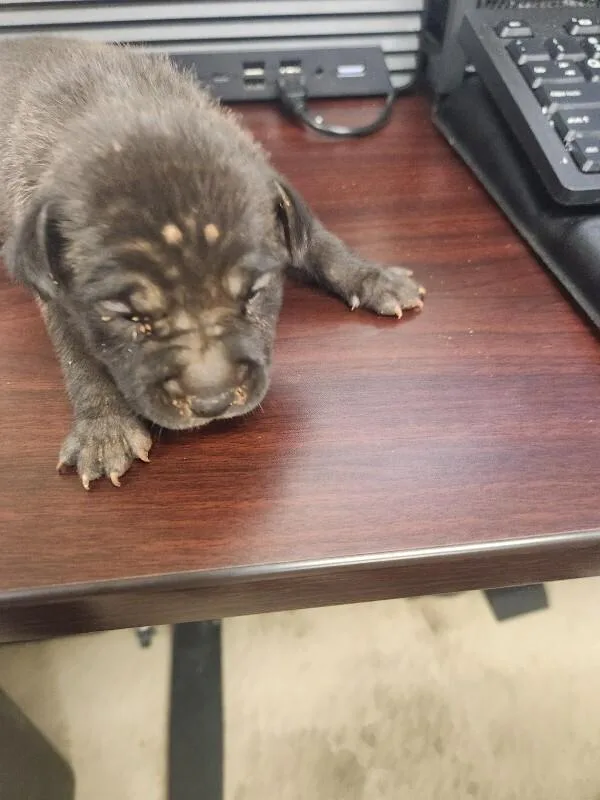 Furball thumbnail 2