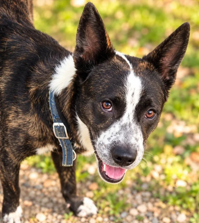 An adult large-sized male Mixed Breed dog named Milford for adoption in Lagrange, IN
