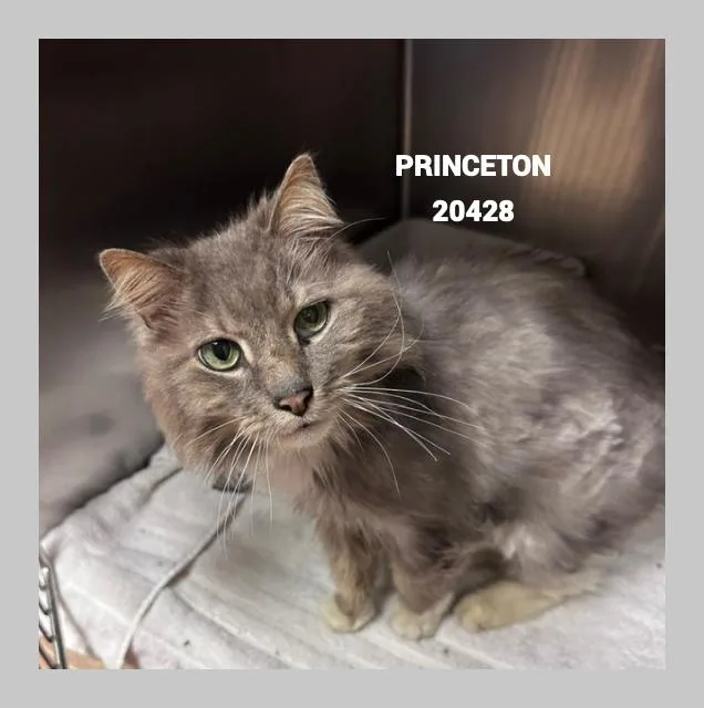 A senior medium-sized male Tabby (Gray / Blue / Silver) Domestic Long Hair cat named Princeton for adoption in Marietta, GA