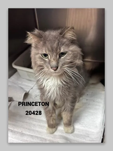 Princeton thumbnail 2