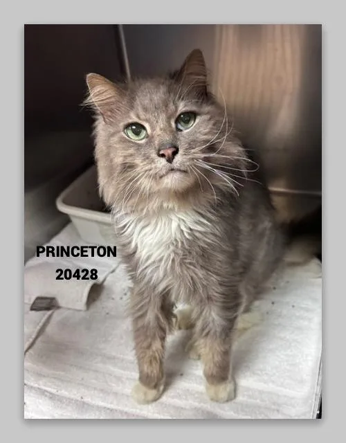Princeton thumbnail 3