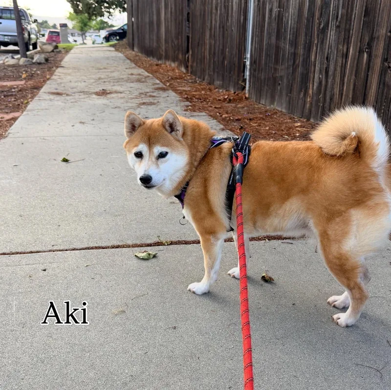 Aki