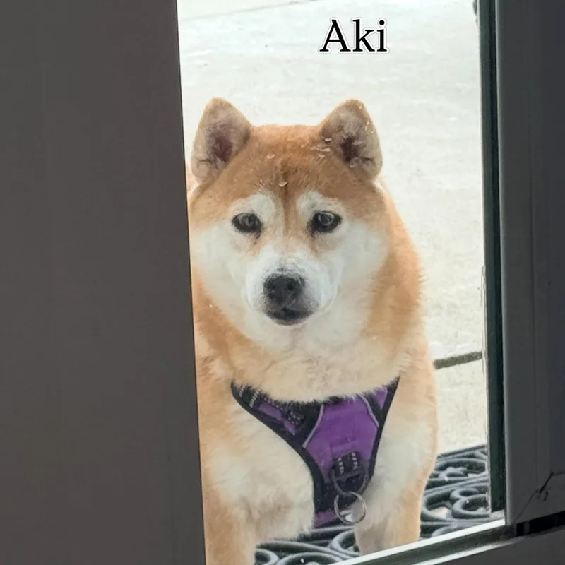 Aki thumbnail 2
