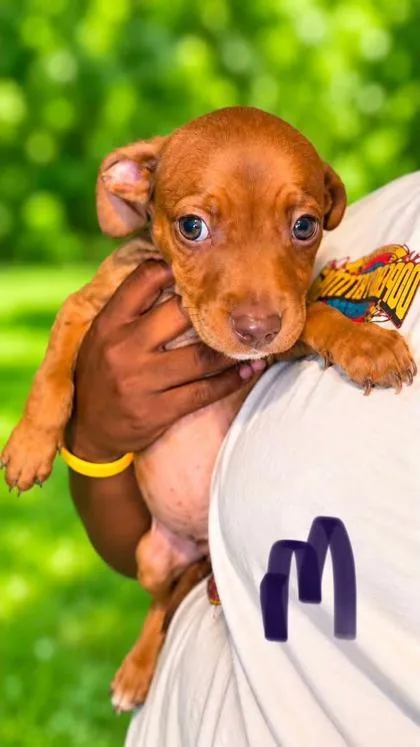 A baby medium-sized male Australian Shepherd dog named Aero for adoption in Morton Grove, IL