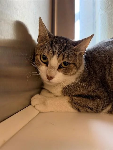 A young medium-sized female Domestic Short Hair cat named Sofia for adoption in Brighton, CO