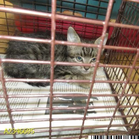 A baby small-sized female Brown / Chocolate Domestic Short Hair cat named Clover for adoption in West Palm Beach, FL