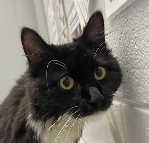 A young small-sized female Domestic Medium Hair cat named Toe for adoption in Golden, CO