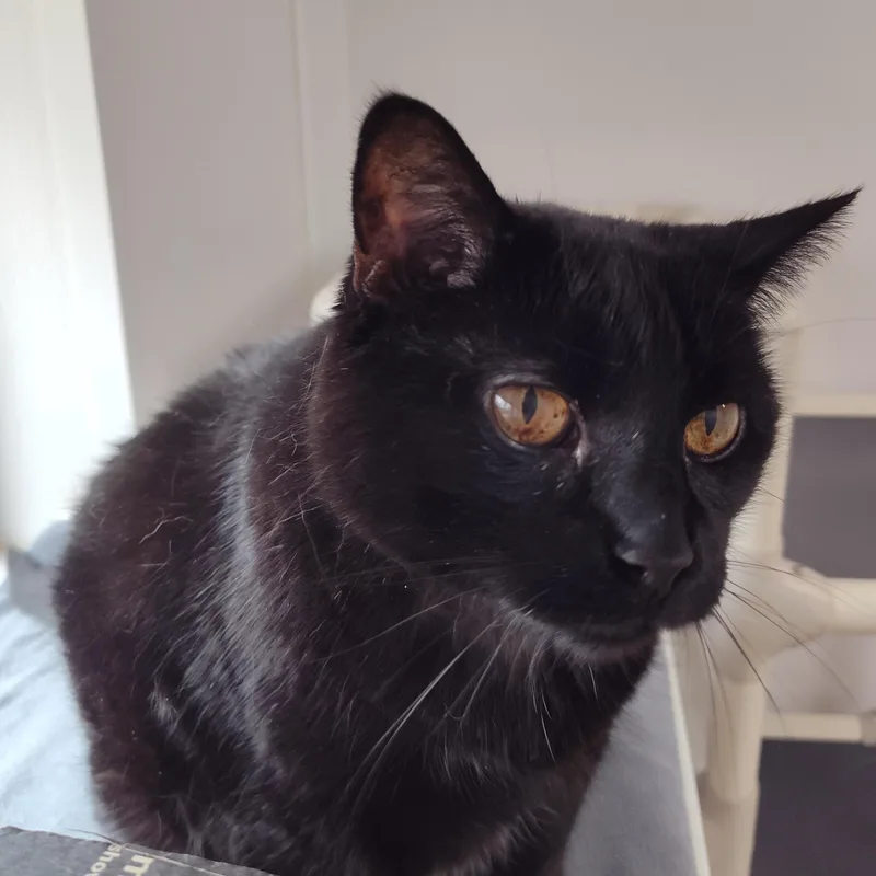 An adult large-sized female Black Domestic Short Hair cat named Zeeva for adoption in Stockbridge, MI