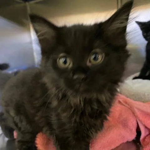 A baby small-sized female Black Domestic Short Hair cat named Hyacinth for adoption in Dayton, OH