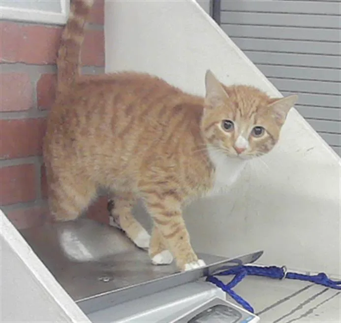 A baby small-sized male American Shorthair cat named Tommy for adoption in Houston, TX