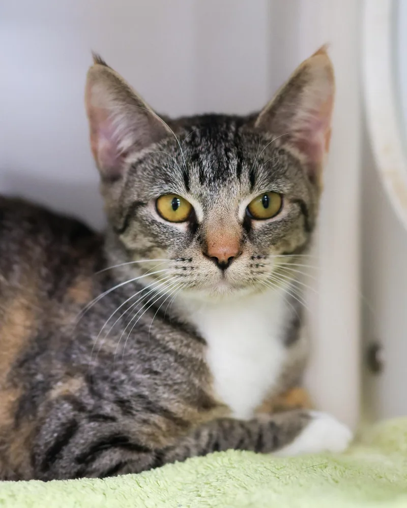An adult medium-sized female Tabby (Brown / Chocolate) Domestic Short Hair cat named Rhine for adoption in Bridgeport, CT