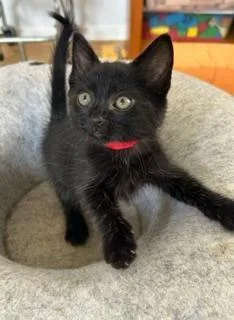 A baby small-sized female Domestic Short Hair cat named Shaggy for adoption in Camarillo, CA