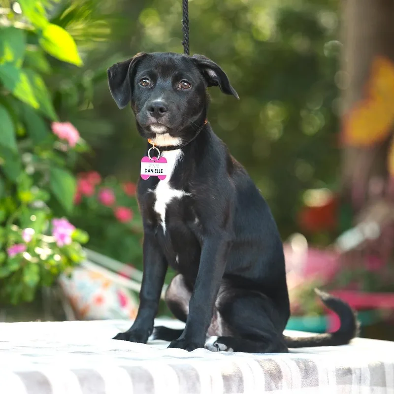 A baby small-sized female Black Labrador Retriever dog named Danielle for adoption in Wake Forest, NC
