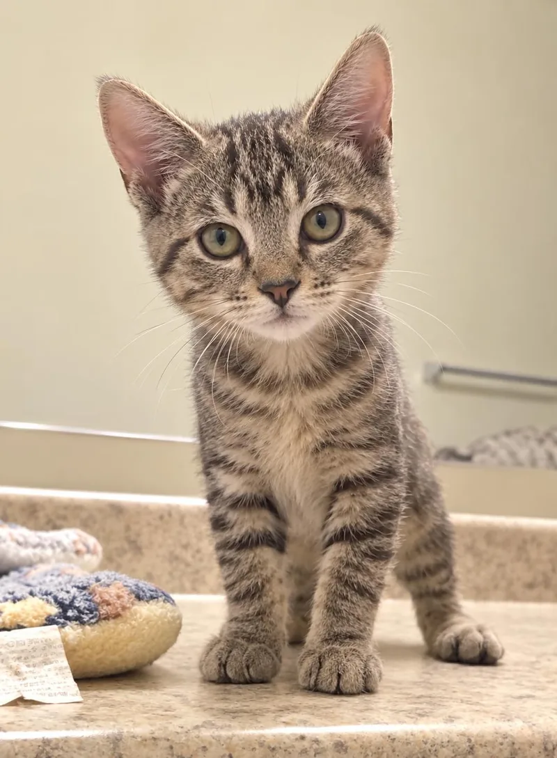 A baby medium-sized male Domestic Short Hair cat named Waking Violet for adoption in Colorado Springs, CO