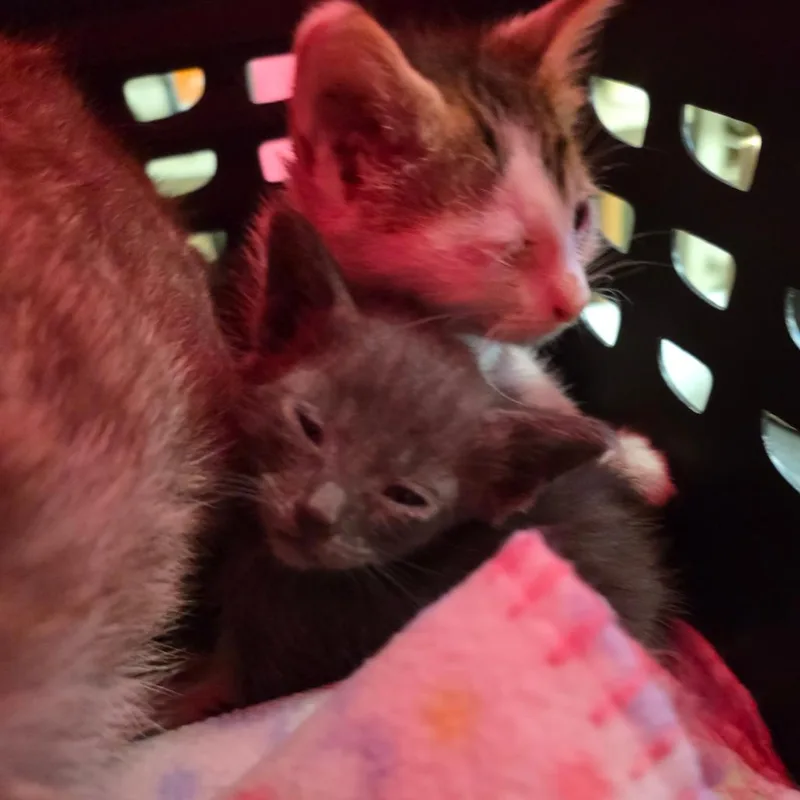 A baby small-sized male Gray / Blue / Silver Domestic Short Hair cat named Kale for adoption in Mount Juliet, TN