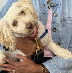 An adult small-sized male Poodle dog named Cruiser for adoption in Dripping Springs, TX