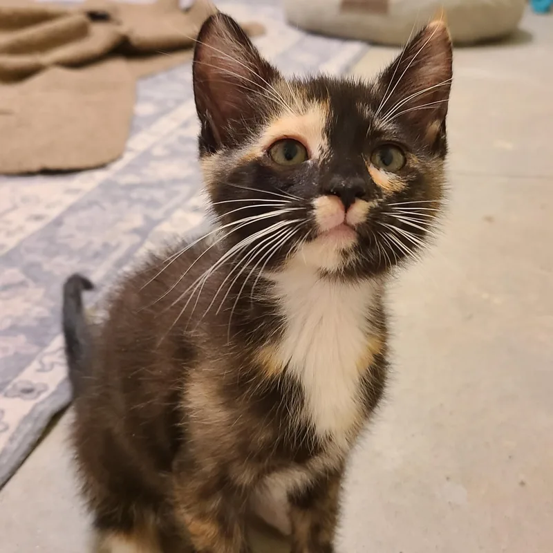 A baby small-sized female Calico Domestic Short Hair cat named Fortywinks Winterville for adoption in Greensboro, GA