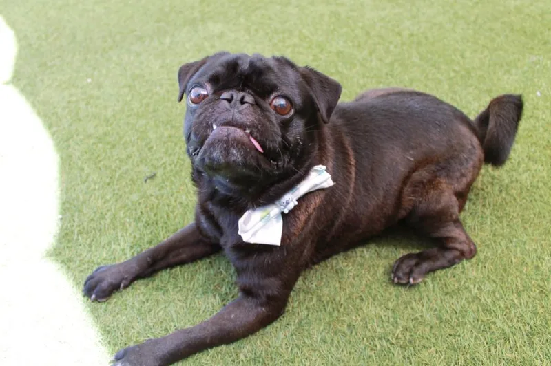 An adult small-sized male Pug dog named Mazi for adoption in Gardena, CA