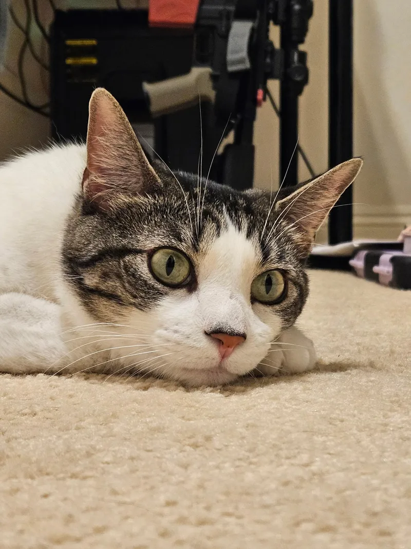 A young medium-sized male Buff & White Domestic Short Hair cat named Rocky Lee for adoption in Las Vegas, NV