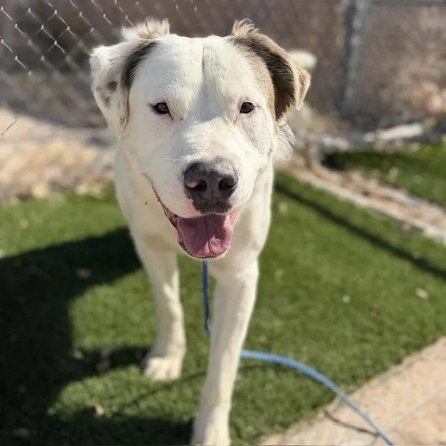 An adult large-sized male White / Cream Pit Bull Terrier dog named Bear for adoption in Bullhead City, AZ