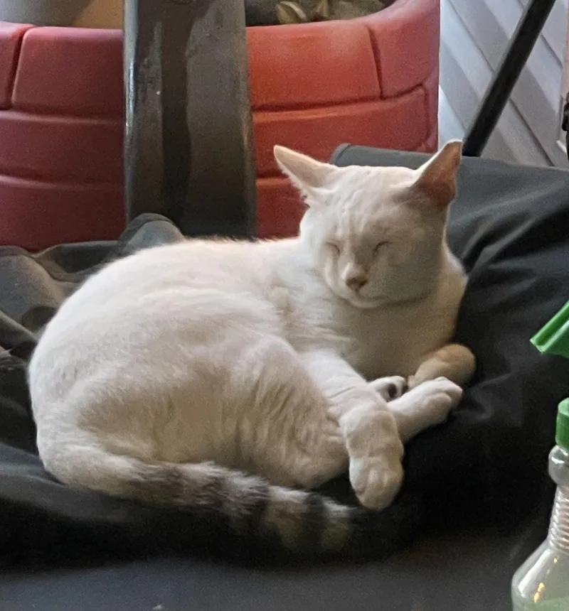 An adult medium-sized male White Domestic Short Hair cat named Smokey for adoption in Fort Worth, TX