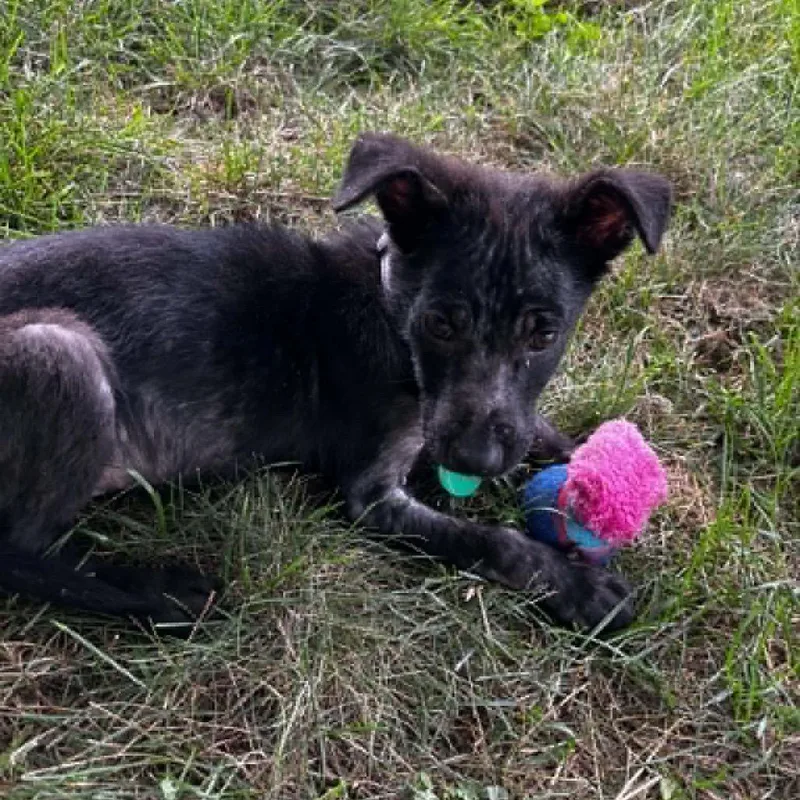 A baby small-sized male Black Mixed Breed dog named Hopscotch for adoption in Buffalo, MN